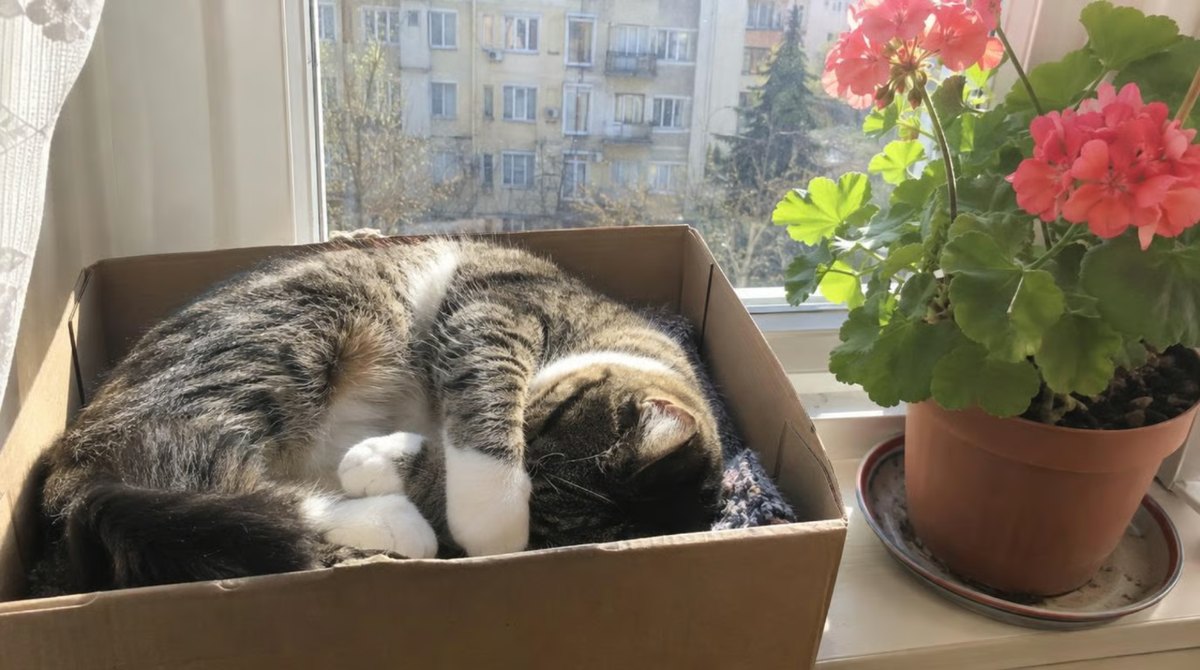 Mogyi, a család macskája